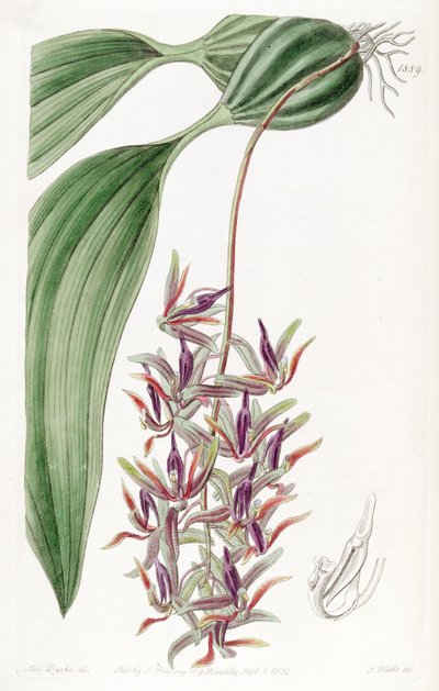 Cirrhaea dependens (als syn. Cirrhaea tristis) von Miss Drake